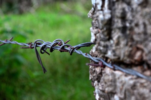 Barbed wire by MDruba